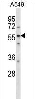 LSM14A Antibody - LSM14A Antibody western blot of A549 cell line lysates (35 ug/lane). The LSM14A antibody detected the LSM14A protein (arrow).