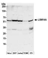 LSM14A Antibody - Detection of human and mouse LSM14A by western blot. Samples: Whole cell lysate (50 µg) from HeLa, HEK293T, Jurkat, mouse TCMK-1, and mouse NIH 3T3 cells prepared using NETN lysis buffer. Antibody: Affinity purified rabbit anti-LSM14A antibody used for WB at 0.1 µg/ml. Detection: Chemiluminescence with an exposure time of 30 seconds.