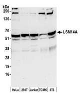 LSM14A Antibody - Detection of human and mouse LSM14A by western blot. Samples: Whole cell lysate (50 µg) from HeLa, HEK293T, Jurkat, mouse TCMK-1, and mouse NIH 3T3 cells prepared using NETN lysis buffer. Antibody: Affinity purified rabbit anti-LSM14A antibody used for WB at 0.1 µg/ml. Detection: Chemiluminescence with an exposure time of 30 seconds.