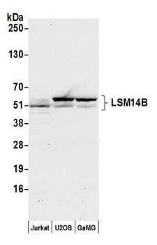 LSM14B Antibody - Detection of human LSM14B by western blot. Samples: Whole cell lysate (50 µg) from Jurkat, U2OS, and GaMG cells prepared using NETN lysis buffer. Antibody: Affinity purified rabbit anti-LSM14B antibody used for WB at 1:1000. Detection: Chemiluminescence with an exposure time of 30 seconds.