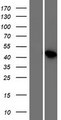 LSM14B Protein - Western validation with an anti-DDK antibody * L: Control HEK293 lysate R: Over-expression lysate