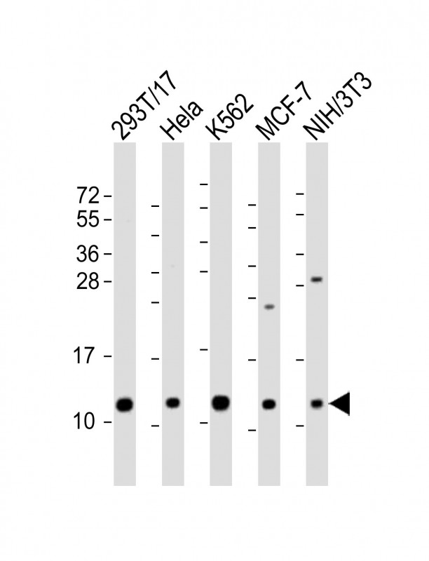 LSM2 / SnRNP Antibody - All lanes: Anti-LSM2 Antibody (C-Term) at 1:2000 dilution. Lane 1: 293T/17 whole cell lysate. Lane 2: HeLa whole cell lysate. Lane 3: K562 whole cell lysate. Lane 4: MCF-7 whole cell lysate. Lane 5: NIH/3T3 whole cell lysate Lysates/proteins at 20 ug per lane. Secondary Goat Anti-Rabbit IgG, (H+L), Peroxidase conjugated at 1:10000 dilution. Predicted band size: 11 kDa. Blocking/Dilution buffer: 5% NFDM/TBST.