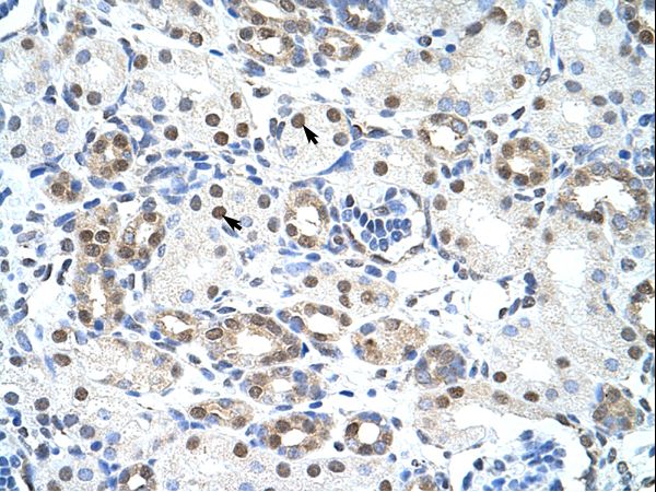 LSM2 / SnRNP Antibody - LSM2 antibody ARP40963_T100-NP_067000-LSM2 (LSM2 homolog, U6 small nuclear RNA associated (S. cerevisiae)) Antibody was used in IHC to stain formalin-fixed, paraffin-embedded human kidney.  This image was taken for the unconjugated form of this product. Other forms have not been tested.