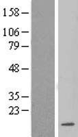 LSM3 Protein - Western validation with an anti-DDK antibody * L: Control HEK293 lysate R: Over-expression lysate