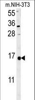 LSM4 Antibody - LSM4 Antibody western blot of mouse NIH-3T3 cell line lysates (35 ug/lane). The LSM4 antibody detected the LSM4 protein (arrow).