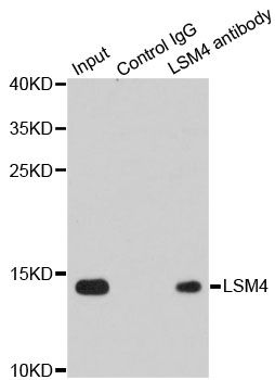 LSM4 Antibody - Immunoprecipitation analysis of 200ug extracts of Jurkat cells using 1ug LSM4 antibody. Western blot was performed from the immunoprecipitate using LSM4 antibody at a dilition of 1:1000.