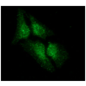 LSM5 Antibody - ICC/IF analysis of LSM5 in HeLa cells line, stained with DAPI (Blue) for nucleus staining and monoclonal anti-human LSM5 antibody (1:100) with goat anti-mouse IgG-Alexa fluor 488 conjugate (Green).