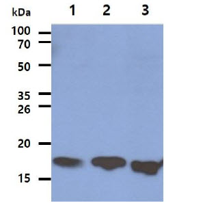 LSM5 Antibody - The Cell lysates (40ug) were resolved by SDS-PAGE, transferred to PVDF membrane and probed with anti-human LSM5 antibody (1:1000). Proteins were visualized using a goat anti-mouse secondary antibody conjugated to HRP and an ECL detection system. Lane 1. : HeLa cell lysate Lane 2. : K562 cell lysate Lane 3. : Jurkat cell lysate