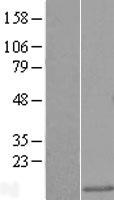 LSM5 Protein - Western validation with an anti-DDK antibody * L: Control HEK293 lysate R: Over-expression lysate