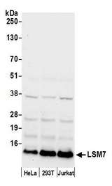 LSM7 Antibody - Detection of human LSM7 by western blot. Samples: Whole cell lysate (50 µg) from HeLa, HEK293T, and Jurkat cells prepared using NETN lysis buffer. Antibody: Affinity purified rabbit anti-LSM7 antibody used for WB at 0.04 µg/ml. Detection: Chemiluminescence with an exposure time of 10 seconds.