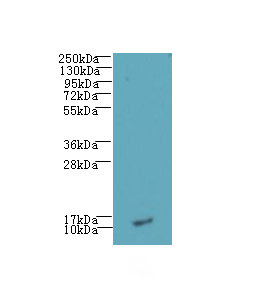LSM7 Antibody - Western blot. All lanes: LSM7 antibody at 3 ug/ml+Cac-2 whole cell lysate Goat polyclonal to rabbit at 1:10000 dilution. Predicted band size: 12 kDa. Observed band size: 12 kDa.