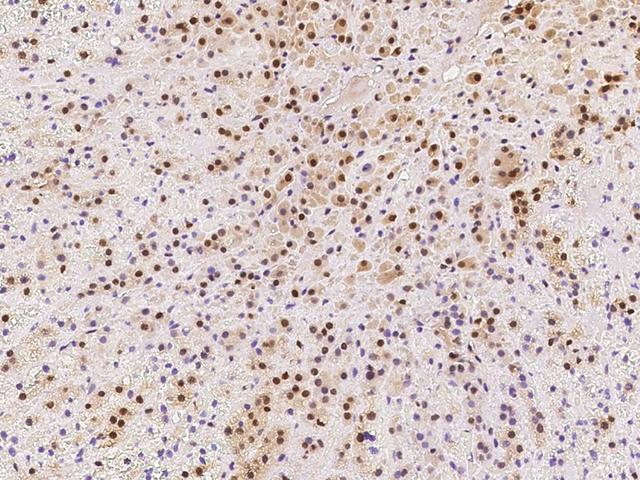 LSM7 Antibody - Immunochemical staining of human LSM7 in human adrenal gland with rabbit polyclonal antibody at 1:100 dilution, formalin-fixed paraffin embedded sections.