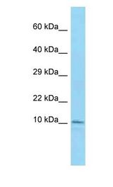 LSM7 Antibody - LSM7 antibody Western Blot of Mouse Small Intestine Lysate. Antibody dilution: 1 ug/ml.  This image was taken for the unconjugated form of this product. Other forms have not been tested.