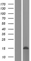 LSM8 / NAA38 Protein - Western validation with an anti-DDK antibody * L: Control HEK293 lysate R: Over-expression lysate