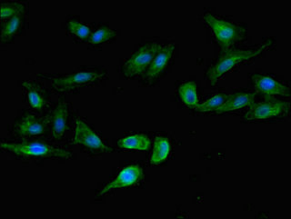 LSMEM1 / C7orf53 Antibody - Immunofluorescent analysis of Hela cells using LSMEM1 Antibody at dilution of 1:100 and Alexa Fluor 488-congugated AffiniPure Goat Anti-Rabbit IgG(H+L)
