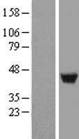 LSP1 Protein - Western validation with an anti-DDK antibody * L: Control HEK293 lysate R: Over-expression lysate