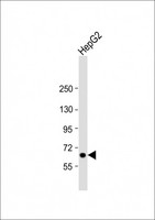 LSR / LISCH7 Antibody - Anti-LSR Antibody (N-Term) at 1:2000 dilution + HepG2 whole cell lysate Lysates/proteins at 20 µg per lane. Secondary Goat Anti-Rabbit IgG, (H+L), Peroxidase conjugated at 1/10000 dilution. Predicted band size: 71 kDa Blocking/Dilution buffer: 5% NFDM/TBST.