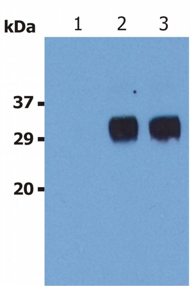 LST1 Antibody - LST1 Antibody in Western Blot (WB)