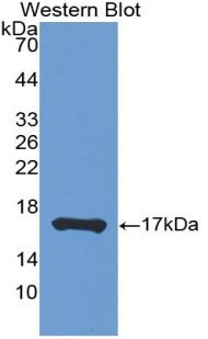 LTA / TNF Beta Antibody - Western blot of recombinant LTA / TNF Beta.