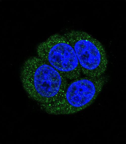 LTA4H / LTA4 Antibody - Confocal immunofluorescence of LTA4H Antibody with HeLa cell followed by Alexa Fluor 488-conjugated goat anti-rabbit lgG (green). DAPI was used to stain the cell nuclear (blue).