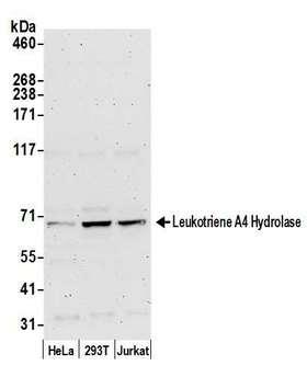 LTA4H / LTA4 Antibody - Detection of human Leukotriene A4 Hydrolase by western blot. Samples: Whole cell lysate (50 µg) from HeLa, HEK293T, and Jurkat cells prepared using NETN lysis buffer. Antibody: Affinity purified rabbit anti-Leukotriene A4 Hydrolase antibody used for WB at 0.1 µg/ml. Detection: Chemiluminescence with an exposure time of 3 minutes.