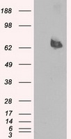 LTA4H / LTA4 Antibody - HEK293T cells were transfected with the pCMV6-ENTRY control (Left lane) or pCMV6-ENTRY LTA4H (Right lane) cDNA for 48 hrs and lysed. Equivalent amounts of cell lysates (5 ug per lane) were separated by SDS-PAGE and immunoblotted with anti-LTA4H.