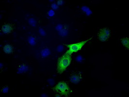 LTA4H / LTA4 Antibody - Anti-LTA4H mouse monoclonal antibody  immunofluorescent staining of COS7 cells transiently transfected by pCMV6-ENTRY LTA4H.