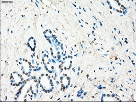 LTA4H / LTA4 Antibody - Immunohistochemical staining of paraffin-embedded pancreas tissue using anti-LTA4H mouse monoclonal antibody. (Dilution 1:50).