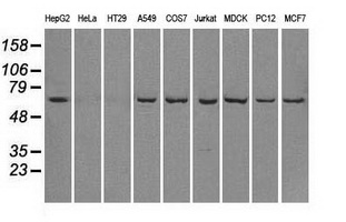 LTA4H / LTA4 Antibody - Western blot analysis of extracts (35ug) from 9 different cell lines by using anti-LTA4H monoclonal antibody.