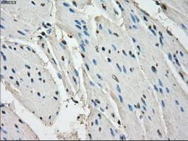 LTA4H / LTA4 Antibody - Immunohistochemical staining of paraffin-embedded bladder tissue using anti-LTA4H mouse monoclonal antibody. (Dilution 1:50).