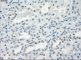 LTA4H / LTA4 Antibody - IHC of paraffin-embedded Kidney tissue using anti-LTA4H mouse monoclonal antibody. (Dilution 1:50).