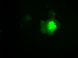 LTA4H / LTA4 Antibody - Anti-LTA4H mouse monoclonal antibody  immunofluorescent staining of COS7 cells transiently transfected by pCMV6-ENTRY LTA4H.