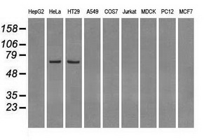 LTA4H / LTA4 Antibody - Western blot of extracts (35 ug) from 9 different cell lines by using anti-LTA4H monoclonal antibody.