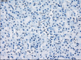 LTA4H / LTA4 Antibody - IHC of paraffin-embedded pancreas tissue using anti-LTA4H mouse monoclonal antibody. (Dilution 1:50).