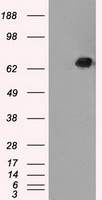 LTA4H / LTA4 Antibody - HEK293T cells were transfected with the pCMV6-ENTRY control (Left lane) or pCMV6-ENTRY LTA4H (Right lane) cDNA for 48 hrs and lysed. Equivalent amounts of cell lysates (5 ug per lane) were separated by SDS-PAGE and immunoblotted with anti-LTA4H.