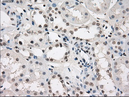 LTA4H / LTA4 Antibody - IHC of paraffin-embedded Kidney tissue using anti-LTA4H mouse monoclonal antibody. (Dilution 1:50).