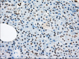 LTA4H / LTA4 Antibody - IHC of paraffin-embedded pancreas tissue using anti-LTA4H mouse monoclonal antibody. (Dilution 1:50).