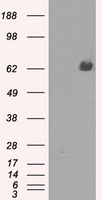 LTA4H / LTA4 Antibody - HEK293T cells were transfected with the pCMV6-ENTRY control (Left lane) or pCMV6-ENTRY LTA4H (Right lane) cDNA for 48 hrs and lysed. Equivalent amounts of cell lysates (5 ug per lane) were separated by SDS-PAGE and immunoblotted with anti-LTA4H.