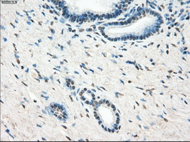 LTA4H / LTA4 Antibody - IHC of paraffin-embedded pancreas tissue using anti-LTA4H mouse monoclonal antibody. (Dilution 1:50).