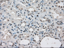 LTA4H / LTA4 Antibody - IHC of paraffin-embedded Kidney tissue using anti-LTA4H mouse monoclonal antibody. (Dilution 1:50).