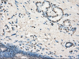 LTA4H / LTA4 Antibody - IHC of paraffin-embedded pancreas tissue using anti-LTA4H mouse monoclonal antibody. (Dilution 1:50).