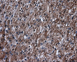 LTA4H / LTA4 Antibody - IHC of paraffin-embedded liver tissue using anti-LTA4H mouse monoclonal antibody. (Dilution 1:50).