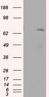 LTA4H / LTA4 Antibody - HEK293T cells were transfected with the pCMV6-ENTRY control (Left lane) or pCMV6-ENTRY LTA4H (Right lane) cDNA for 48 hrs and lysed. Equivalent amounts of cell lysates (5 ug per lane) were separated by SDS-PAGE and immunoblotted with anti-LTA4H.