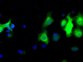 LTA4H / LTA4 Antibody - Anti-LTA4H mouse monoclonal antibody  immunofluorescent staining of COS7 cells transiently transfected by pCMV6-ENTRY LTA4H.