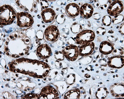 LTA4H / LTA4 Antibody - Immunohistochemical staining of paraffin-embedded Kidney tissue using anti-LTA4H mouse monoclonal antibody. (Dilution 1:50).