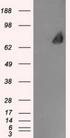 LTA4H / LTA4 Antibody - HEK293T cells were transfected with the pCMV6-ENTRY control (Left lane) or pCMV6-ENTRY LTA4H (Right lane) cDNA for 48 hrs and lysed. Equivalent amounts of cell lysates (5 ug per lane) were separated by SDS-PAGE and immunoblotted with anti-LTA4H.