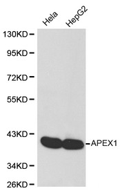 LTA4H / LTA4 Antibody - Western blot of APEX1 pAb in extracts from Hela and HepG2 cells.