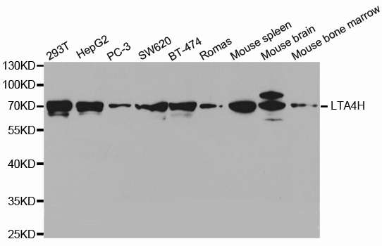 LTA4H / LTA4 Antibody - Western blot analysis of extracts of various cell lines.