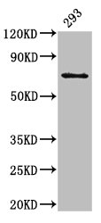 LTA4H / LTA4 Antibody - Positive Western Blot detected in 293 whole cell lysate. All lanes: LTA4H antibody at 3 µg/ml Secondary Goat polyclonal to rabbit IgG at 1/50000 dilution. Predicted band size: 70, 60, 58, 67 KDa. Observed band size: 70 KDa