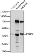 LTB4R2 / BLT2 Antibody - Western blot analysis of extracts of various cell lines, using LTB4R2 antibody. The secondary antibody used was an HRP Goat Anti-Rabbit IgG (H+L) at 1:10000 dilution. Lysates were loaded 25ug per lane and 3% nonfat dry milk in TBST was used for blocking. An ECL Kit was used for detection and the exposure time was 10s.